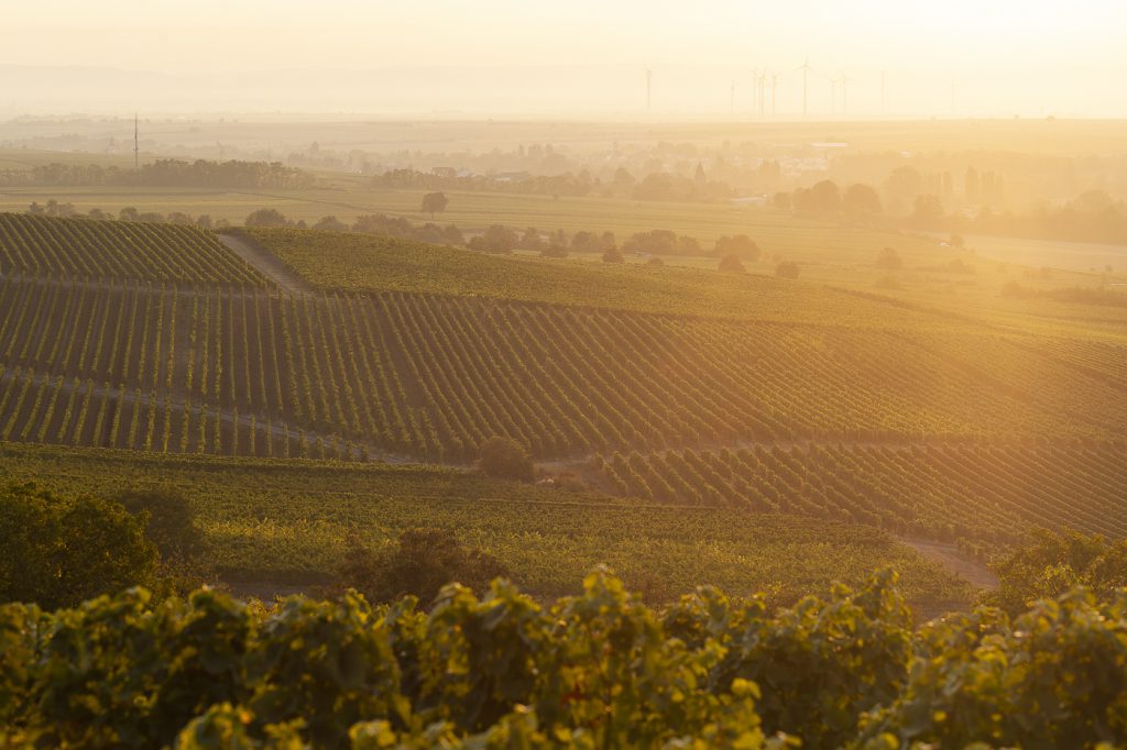 Weinberge bei Sonnenuntergang in Köln, Deutschland, mit goldenem Licht und weiten Feldern.